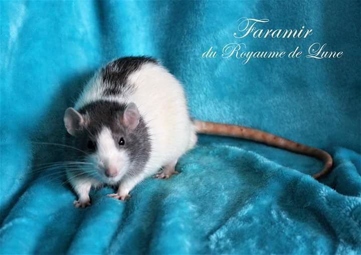 Otec: Faramir du Royaume de Lune